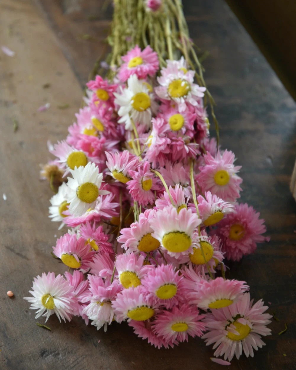 Gemengde Acroclinium Droogbloemen In Wit En Roze 5 Gemengde Acroclinium Droogbloemen In Wit En Roze - Afbeelding 3