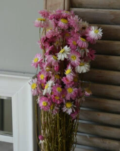 Gemengde Acroclinium Droogbloemen In Wit En Roze 12 Gemengde Acroclinium Droogbloemen In Wit En Roze -Bekend Decoratie Winkel gemengde acroclinium droogbloemen in wit en roze 3