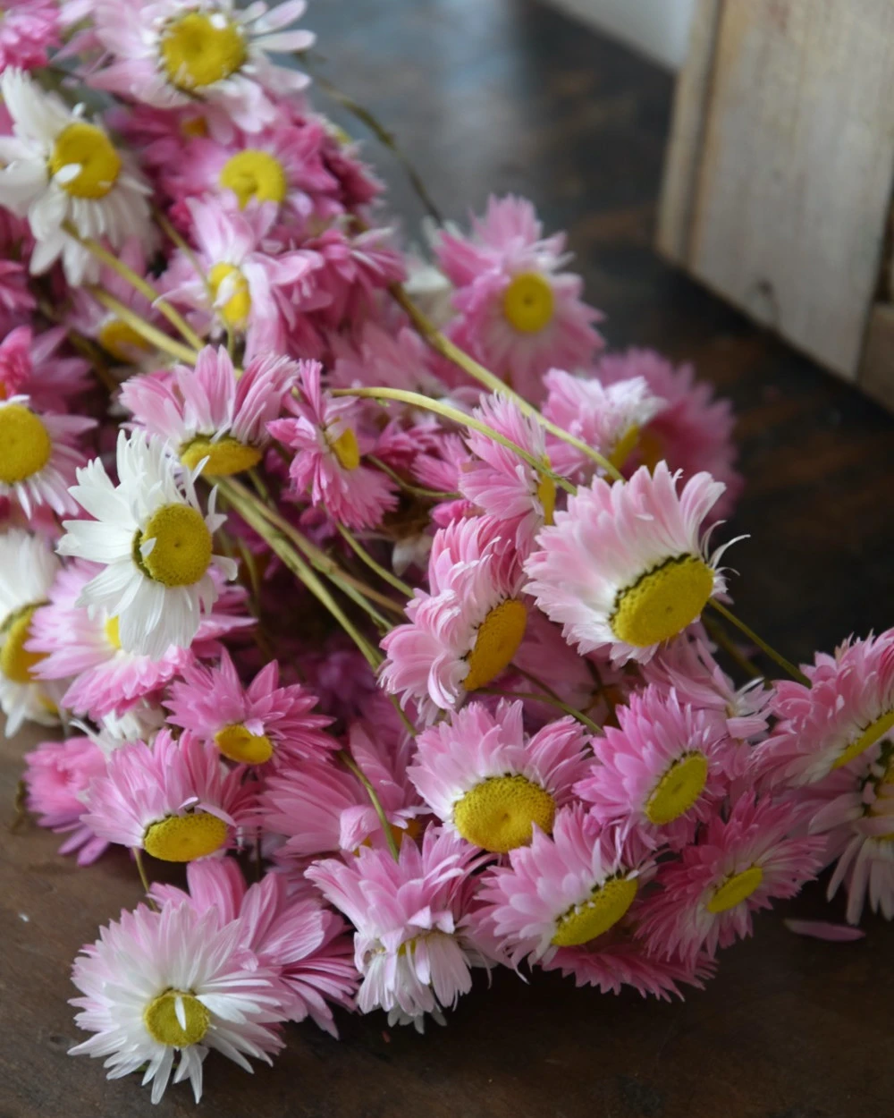 Gemengde Acroclinium Droogbloemen In Wit En Roze 7 Gemengde Acroclinium Droogbloemen In Wit En Roze - Afbeelding 5