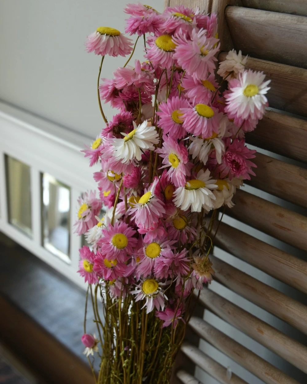 Gemengde Acroclinium Droogbloemen In Wit En Roze 8 Gemengde Acroclinium Droogbloemen In Wit En Roze - Afbeelding 6