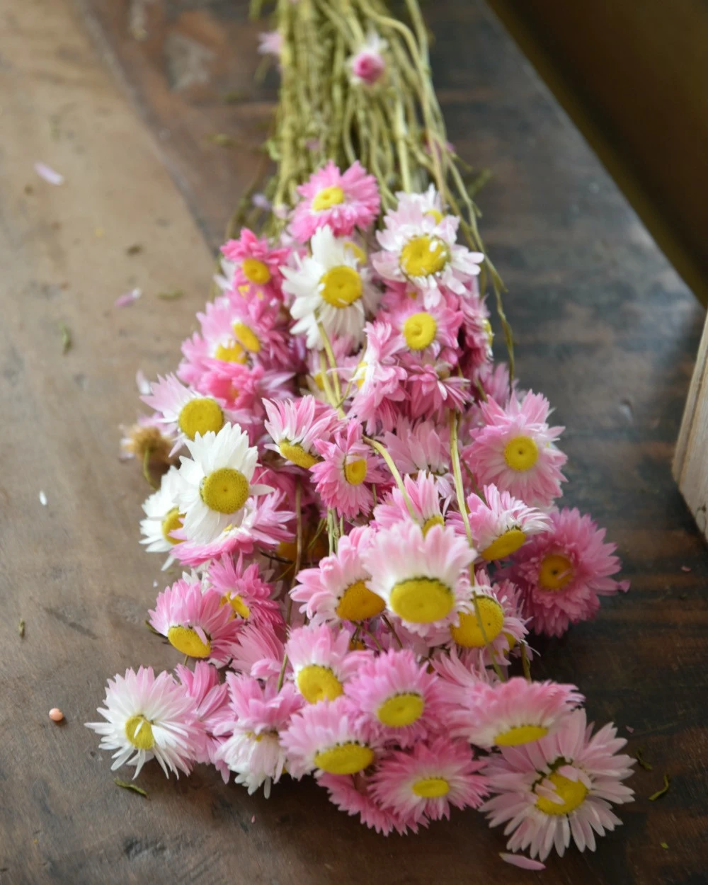 Gemengde Acroclinium Droogbloemen In Wit En Roze 9 Gemengde Acroclinium Droogbloemen In Wit En Roze - Afbeelding 7