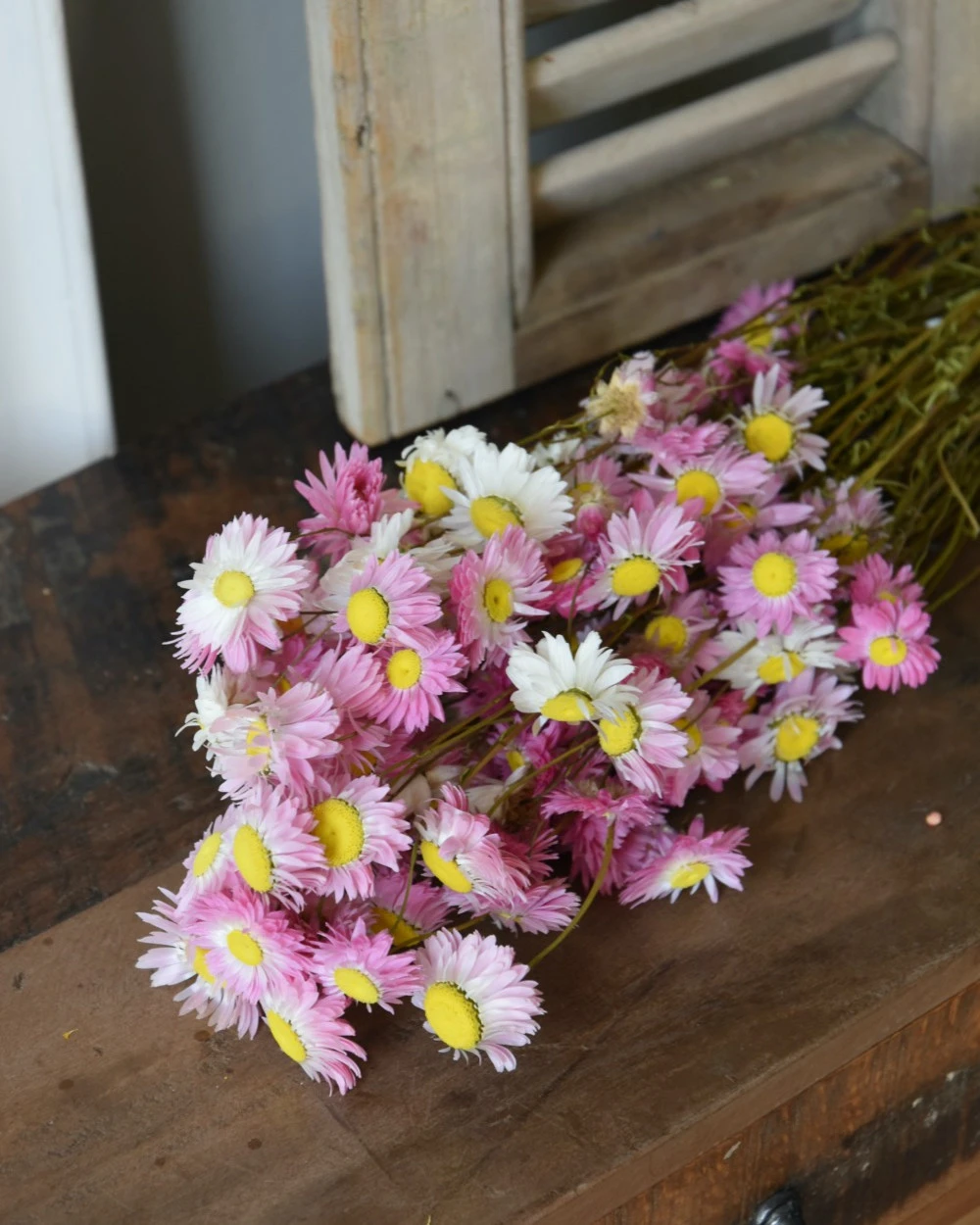 Gemengde Acroclinium Droogbloemen In Wit En Roze 3 Gemengde Acroclinium Droogbloemen In Wit En Roze