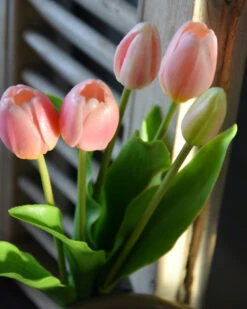 Hollandse Roze Tulpen Bos A 5 Stuks -Bekend Decoratie Winkel hollandse roze tulpen bos a 5 stuks 5