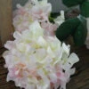 Hortensia Zacht Roze Naar Wit 2 Hortensia Zacht Roze Naar Wit -Bekend Decoratie Winkel hortensia zacht roze naar wit