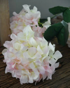 Hortensia Zacht Roze Naar Wit