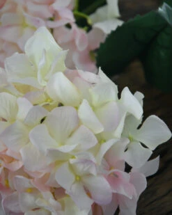 Hortensia Zacht Roze Naar Wit -Bekend Decoratie Winkel hortensia zacht roze naar wit 3