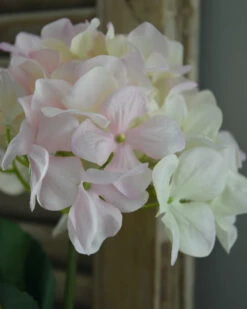 Hortensia Zacht Roze Naar Wit -Bekend Decoratie Winkel hortensia zacht roze naar wit 4
