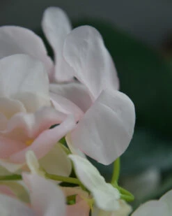Hortensia Zacht Roze Naar Wit -Bekend Decoratie Winkel hortensia zacht roze naar wit 5