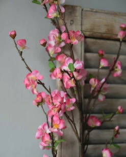 Kersenbloesem Tak Prunus Met Roze Bloemetjes