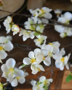 Kersenbloesem Tak Prunus Met Witte Bloemetjes -Bekend Decoratie Winkel kersenbloesem tak zijde prunus met witte bloemetjes 4