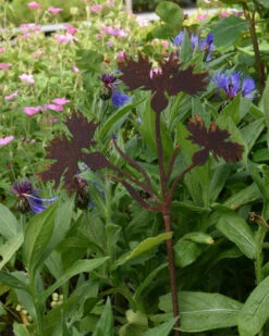 Korenbloem Tuinprikker, Metaal Roest 13 Korenbloem Tuinprikker, Metaal Roest -Bekend Decoratie Winkel korenbloem tuinprikker metaal roest 3