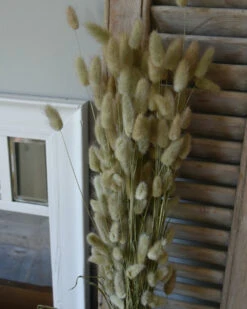 Bekend Decoratie Winkel -Bekend Decoratie Winkel lagurus ovatus graspluimen droogbloemen 1