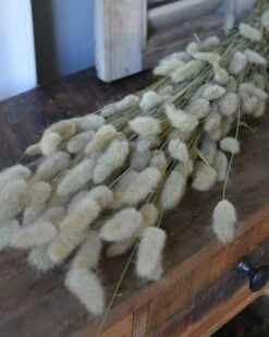 Lagurus Ovatus Graspluimen Droogbloemen -Bekend Decoratie Winkel lagurus ovatus graspluimen droogbloemen 2