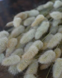 Bekend Decoratie Winkel 17 Lagurus Ovatus Graspluimen Droogbloemen