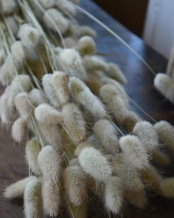 Lagurus Ovatus Graspluimen Droogbloemen -Bekend Decoratie Winkel lagurus ovatus graspluimen droogbloemen 3
