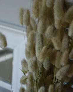 Lagurus Ovatus Graspluimen Droogbloemen -Bekend Decoratie Winkel lagurus ovatus graspluimen droogbloemen 4