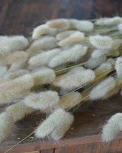 Lagurus Ovatus Graspluimen Droogbloemen -Bekend Decoratie Winkel lagurus ovatus graspluimen droogbloemen 5