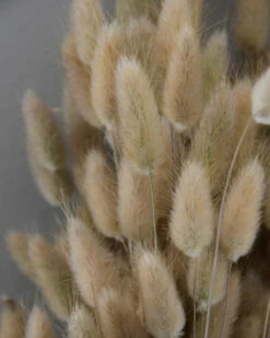 Lagurus Ovatus Graspluimen Droogbloemen -Bekend Decoratie Winkel lagurus ovatus graspluimen droogbloemen 6