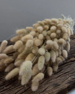 Lagurus Ovatus Graspluimen Droogbloemen -Bekend Decoratie Winkel lagurus ovatus graspluimen droogbloemen 7