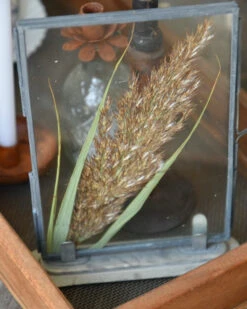 Lijstje Met Geperste Graspluim -Bekend Decoratie Winkel lijstje met geperste graspluim 1