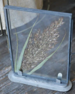 Lijstje Met Geperste Graspluim -Bekend Decoratie Winkel lijstje met geperste graspluim 2