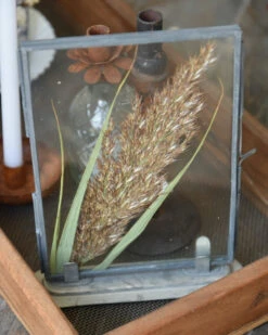 Lijstje Met Geperste Graspluim -Bekend Decoratie Winkel lijstje met geperste graspluim 3