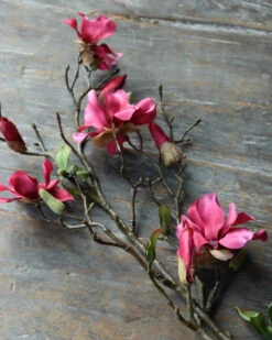 Magnolia Tak In Bloesem Donker Roze, Tulpenboom -Bekend Decoratie Winkel magnolia tak in bloesem donker roze tulpenboom 2