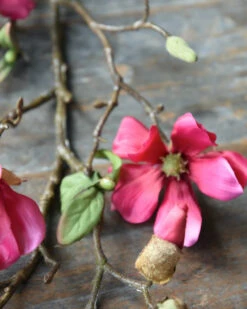 Magnolia Tak In Bloesem Donker Roze, Tulpenboom -Bekend Decoratie Winkel magnolia tak in bloesem donker roze tulpenboom 4