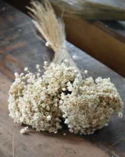 Marcela Droogbloemetjes In Naturel Wit 13 Marcela Droogbloemetjes In Naturel Wit -Bekend Decoratie Winkel marcela droogbloemetjes in naturel wit 4