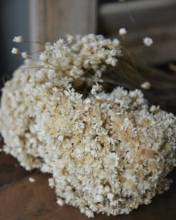 Marcela Droogbloemetjes In Naturel Wit 14 Marcela Droogbloemetjes In Naturel Wit -Bekend Decoratie Winkel marcela droogbloemetjes in naturel wit 5