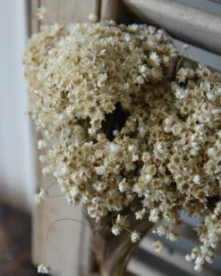 Marcela Droogbloemetjes In Naturel Wit 15 Marcela Droogbloemetjes In Naturel Wit -Bekend Decoratie Winkel marcela droogbloemetjes in naturel wit 6