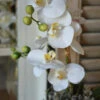 Phalaenopsis Witte Vlinder Orchidee, Real Touch -Bekend Decoratie Winkel phalaenopsis witte vlinder orchidee real touch