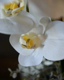 Phalaenopsis Witte Vlinder Orchidee, Real Touch 10 Phalaenopsis Witte Vlinder Orchidee, Real Touch -Bekend Decoratie Winkel phalaenopsis witte vlinder orchidee real touch 2