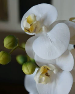 Phalaenopsis Witte Vlinder Orchidee, Real Touch 13 Phalaenopsis Witte Vlinder Orchidee, Real Touch -Bekend Decoratie Winkel phalaenopsis witte vlinder orchidee real touch 5
