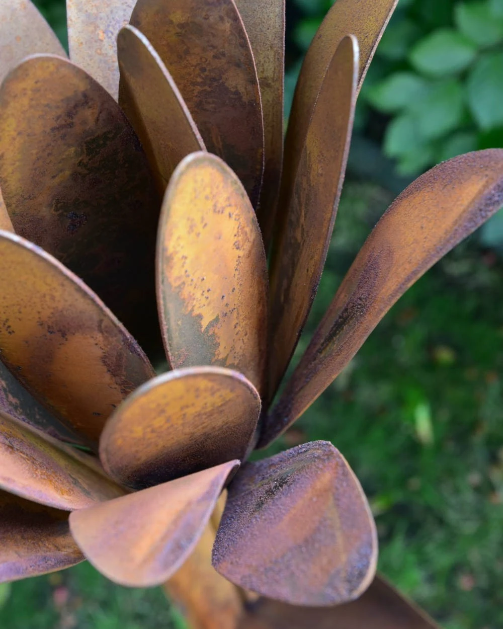 Roestbloem Als Tuinsteker 5 Roestbloem Als Tuinsteker - Afbeelding 3