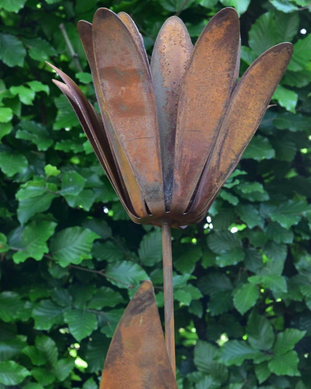 Roestbloem Als Tuinsteker 8 Roestbloem Als Tuinsteker - Afbeelding 6