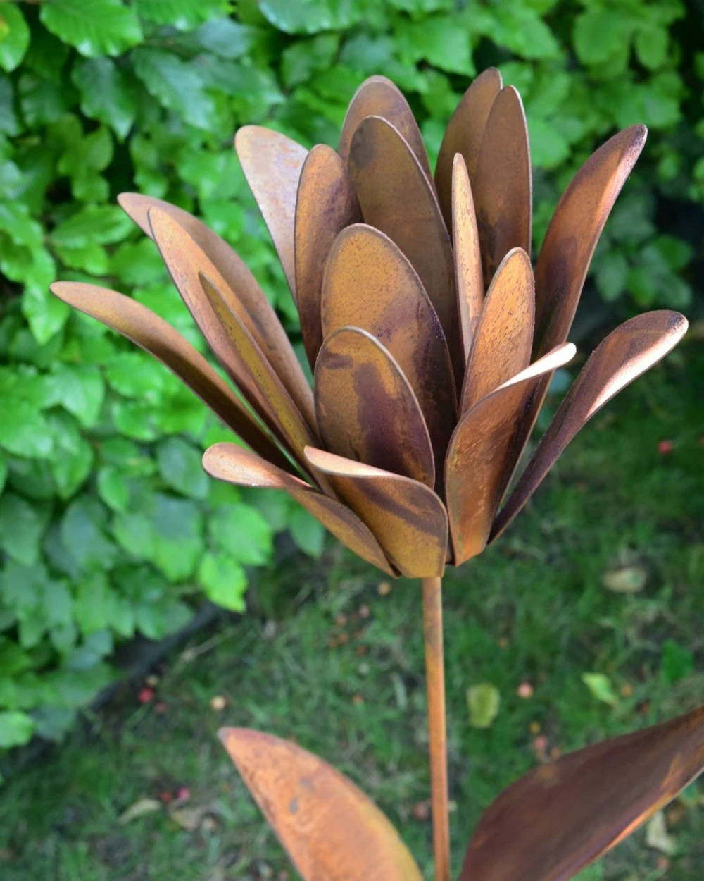 Roestbloem Als Tuinsteker 3 Roestbloem Als Tuinsteker