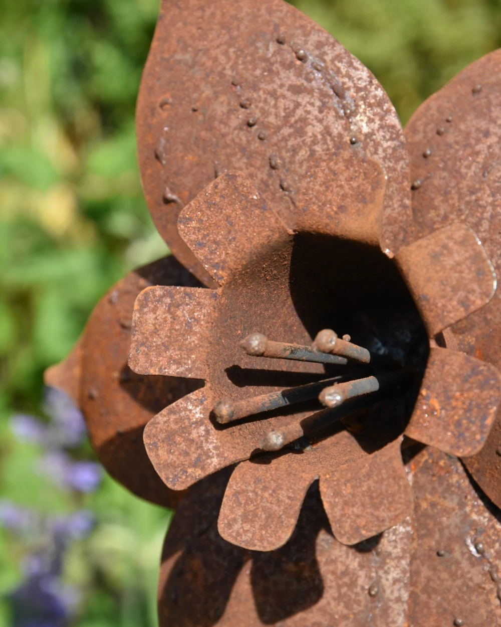 Roestbloem Tuinprikker Trompet Narcis 5 Roestbloem Tuinprikker Trompet Narcis - Afbeelding 3