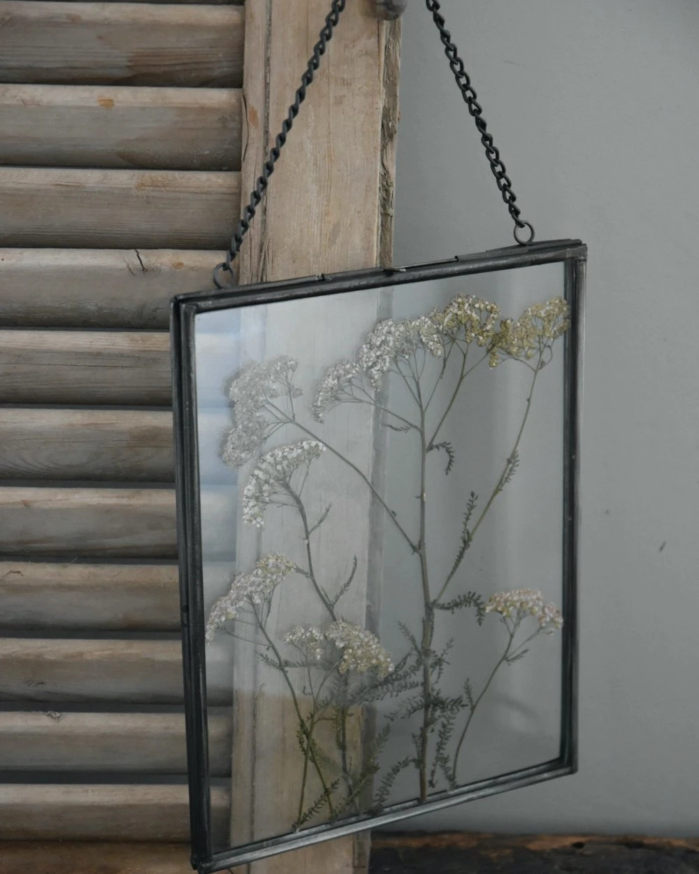 Geperste Schermbloemen In Een Lijst Met Kettinkje 4 Geperste Schermbloemen In Een Lijst Met Kettinkje - Afbeelding 2