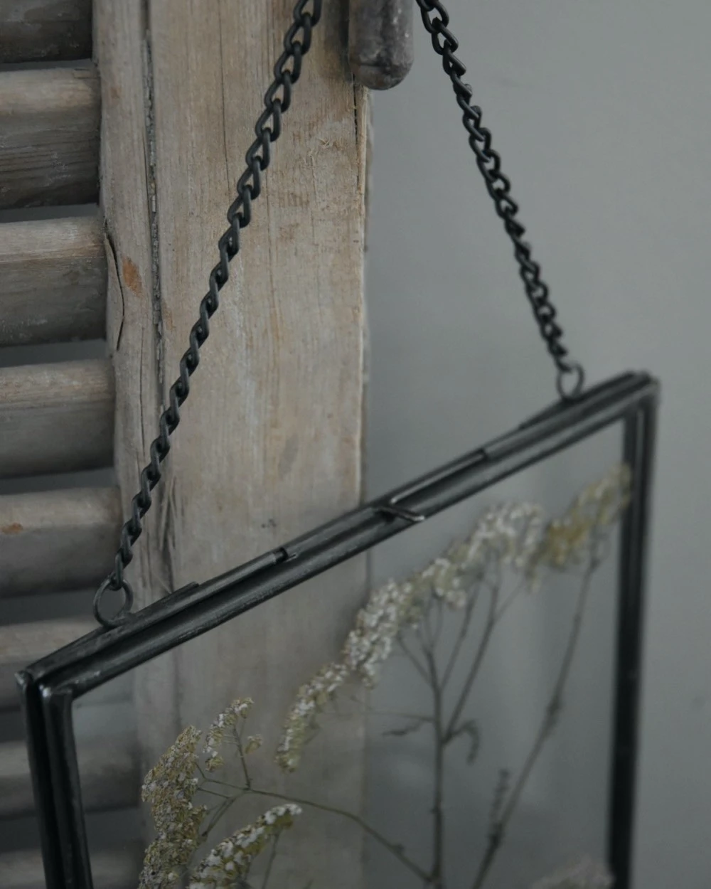 Geperste Schermbloemen In Een Lijst Met Kettinkje 5 Geperste Schermbloemen In Een Lijst Met Kettinkje - Afbeelding 3