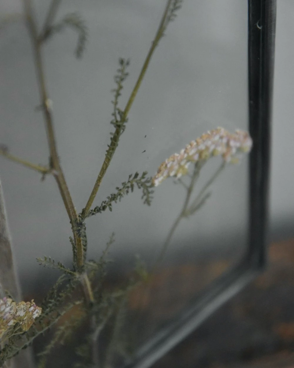 Geperste Schermbloemen In Een Lijst Met Kettinkje 6 Geperste Schermbloemen In Een Lijst Met Kettinkje - Afbeelding 4