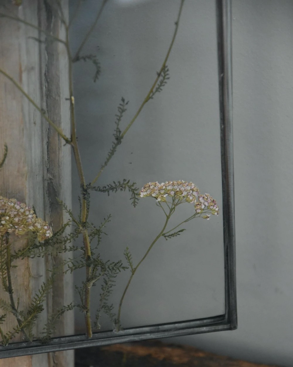 Geperste Schermbloemen In Een Lijst Met Kettinkje 7 Geperste Schermbloemen In Een Lijst Met Kettinkje - Afbeelding 5