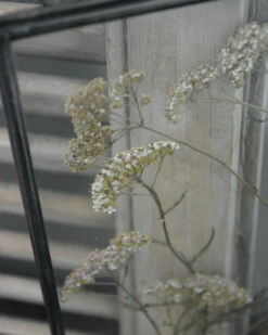 Geperste Schermbloemen In Een Lijst Met Kettinkje 15 Geperste Schermbloemen In Een Lijst Met Kettinkje -Bekend Decoratie Winkel schermbloemen in een grote lijst met kettinkje 5