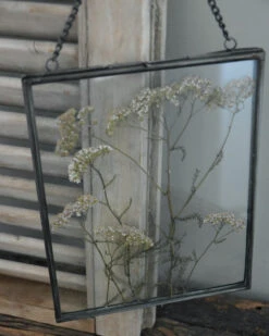 Geperste Schermbloemen In Een Lijst Met Kettinkje 17 Geperste Schermbloemen In Een Lijst Met Kettinkje -Bekend Decoratie Winkel schermbloemen in een grote lijst met kettinkje 7