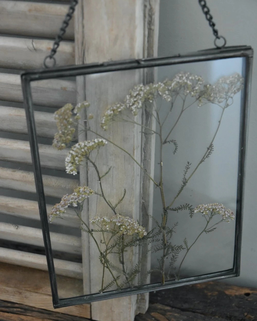 Geperste Schermbloemen In Een Lijst Met Kettinkje 10 Geperste Schermbloemen In Een Lijst Met Kettinkje - Afbeelding 8