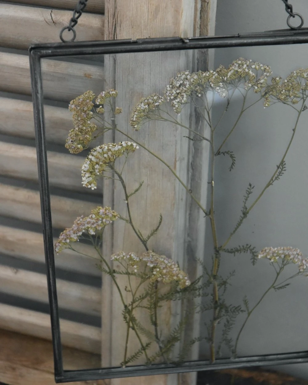 Geperste Schermbloemen In Een Lijst Met Kettinkje 3 Geperste Schermbloemen In Een Lijst Met Kettinkje