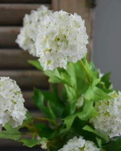 Sneeuwbal, Viburnum Tak 12 Sneeuwbal, Viburnum Tak -Bekend Decoratie Winkel sneeuwbal viburnum tak 2