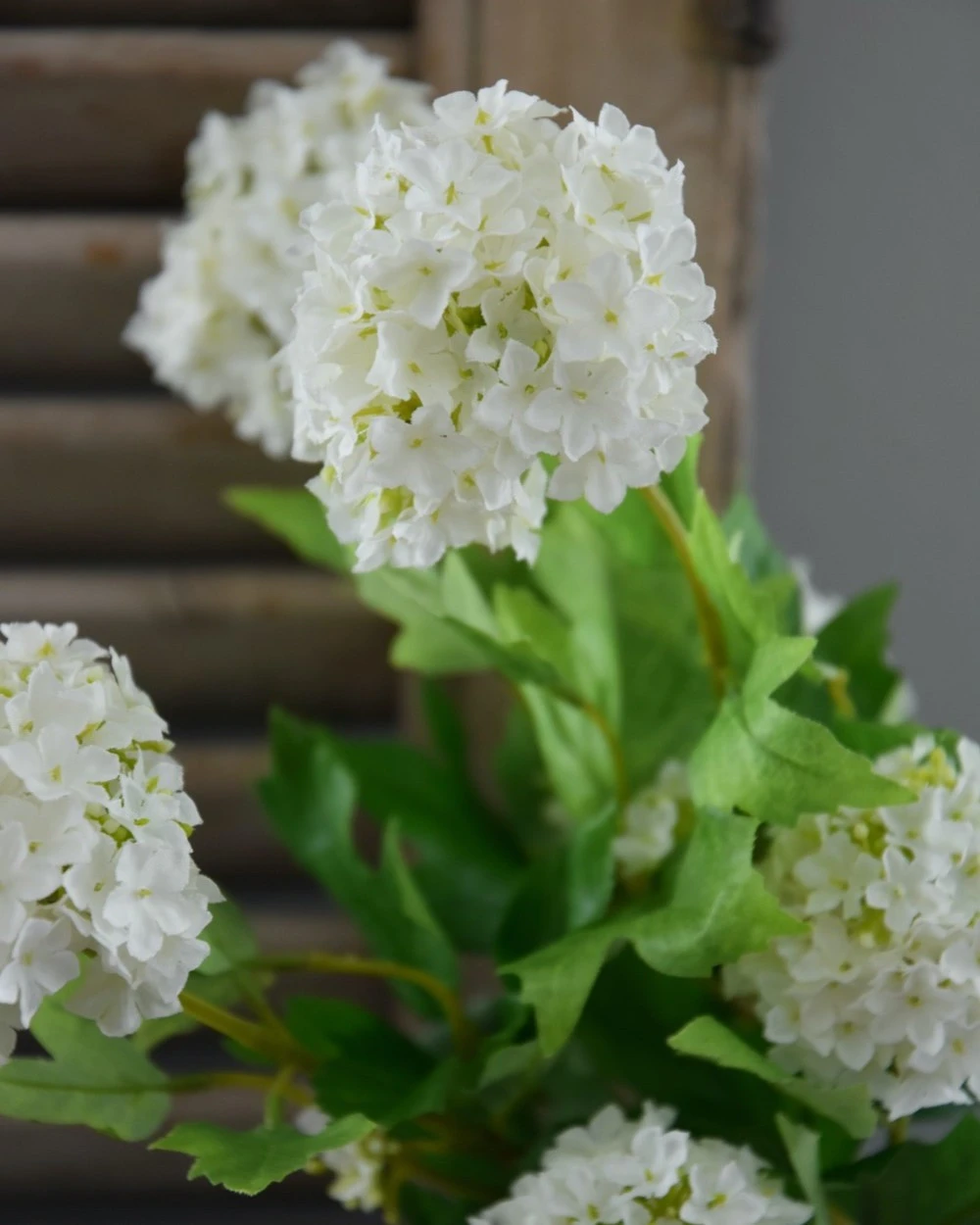 Sneeuwbal, Viburnum Tak 5 Sneeuwbal, Viburnum Tak - Afbeelding 3