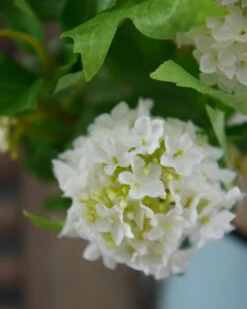 Sneeuwbal, Viburnum Tak