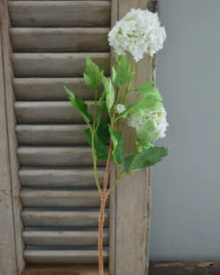 Sneeuwbal, Viburnum Tak 13 Sneeuwbal, Viburnum Tak -Bekend Decoratie Winkel sneeuwbal viburnum tak 3